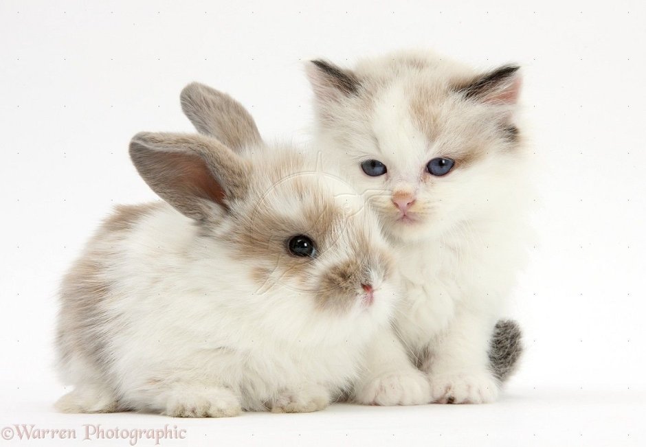 Котенок и Зайчонок