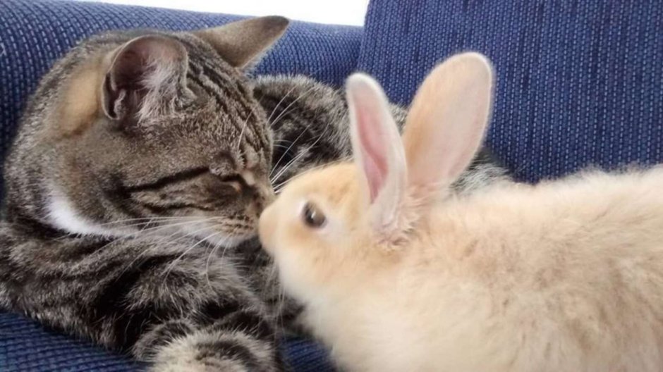 Котик и Зайка