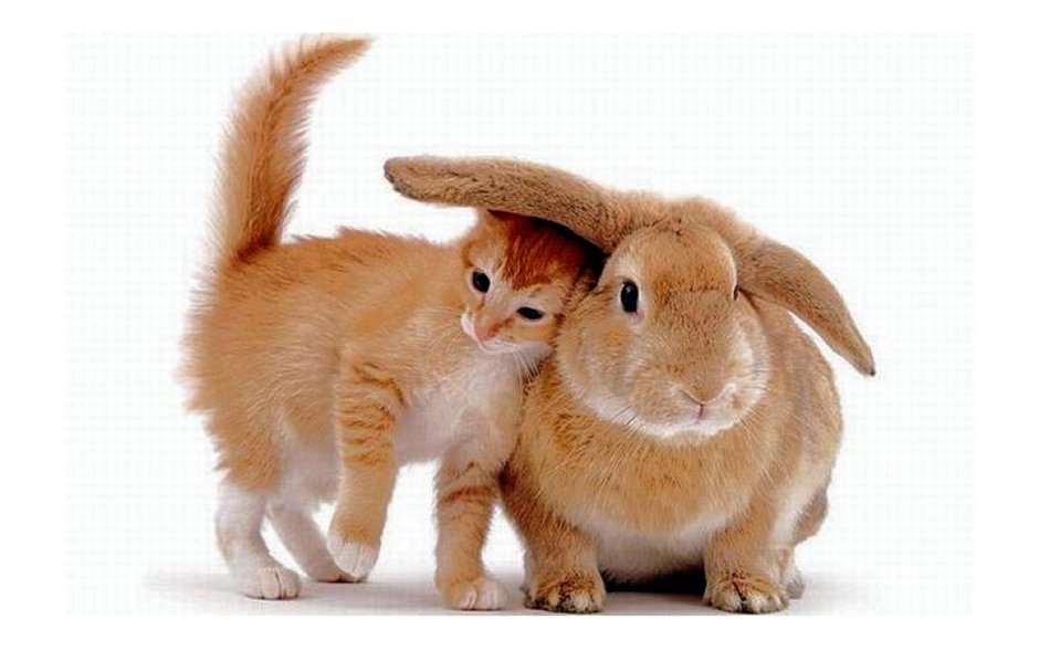 Коты и зайцы