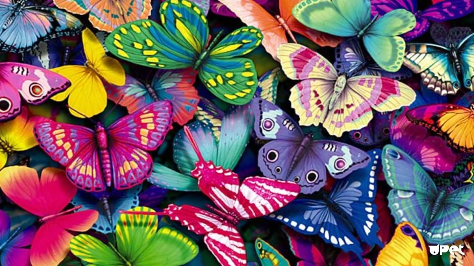 Papilio Machaon