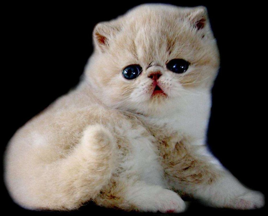Американский экзот кошка