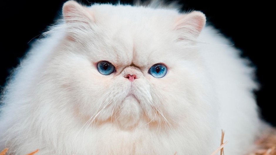 Epic face Cat