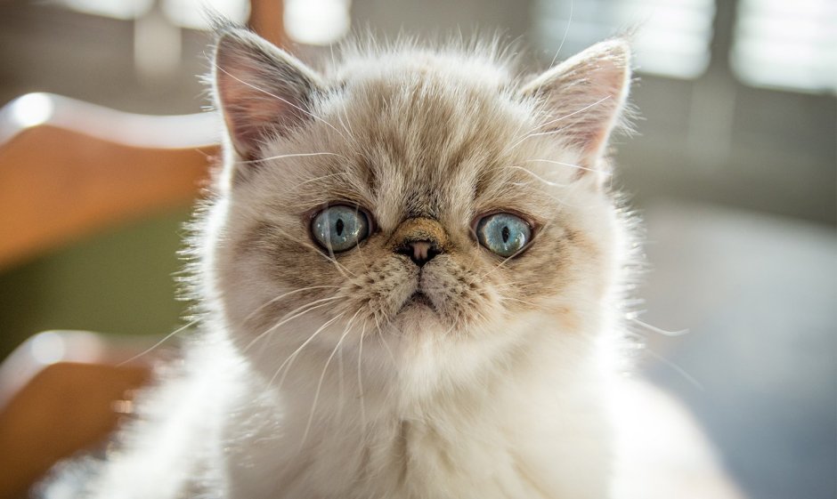 Exotic Shorthair Cat