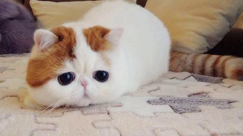Персидская кошка