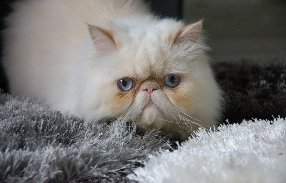 Морда Персидского кота