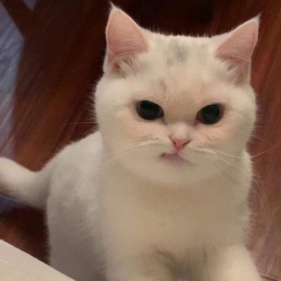 Кошка заигрывает