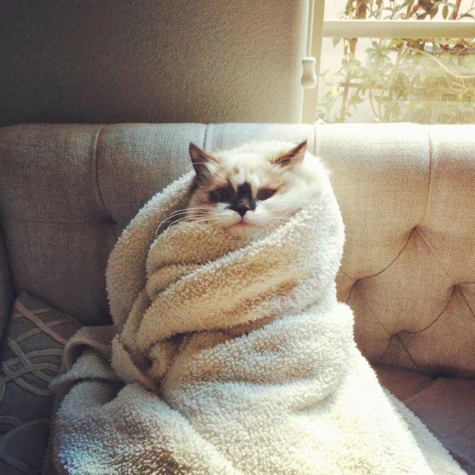 Заигрывающий кот