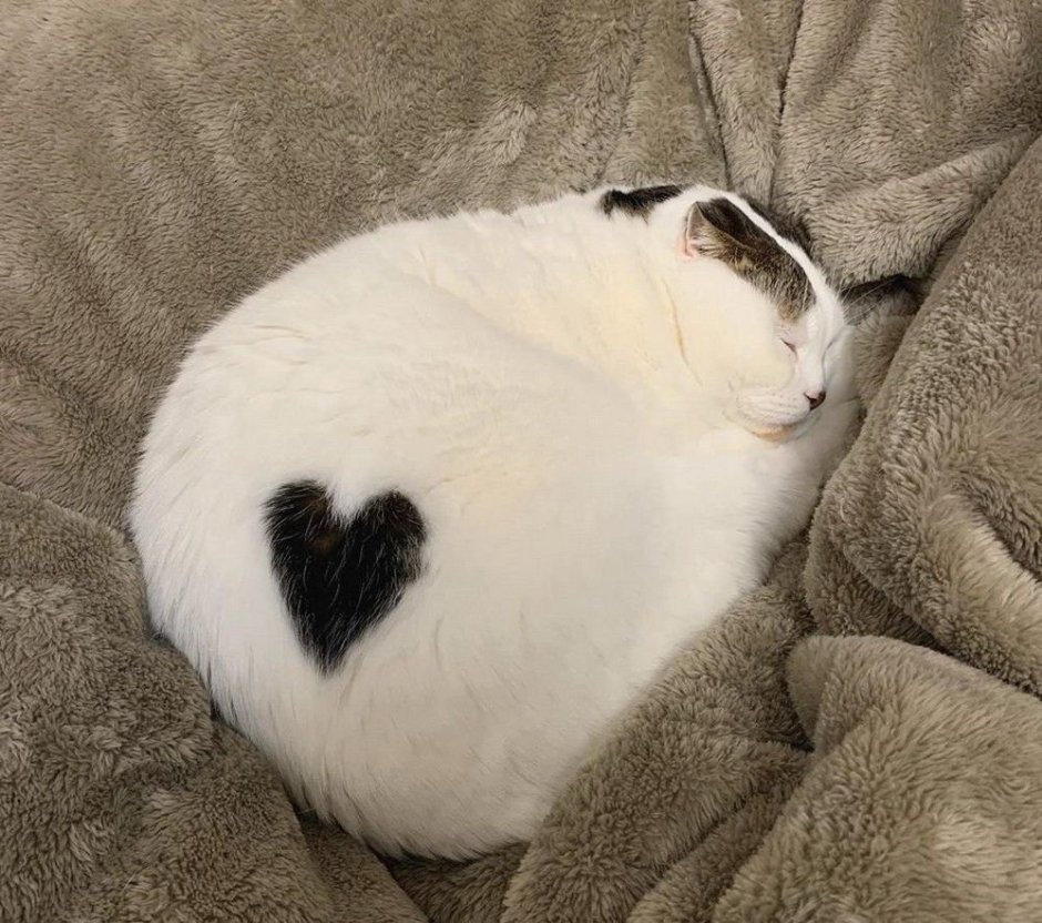 Котики с сердечками