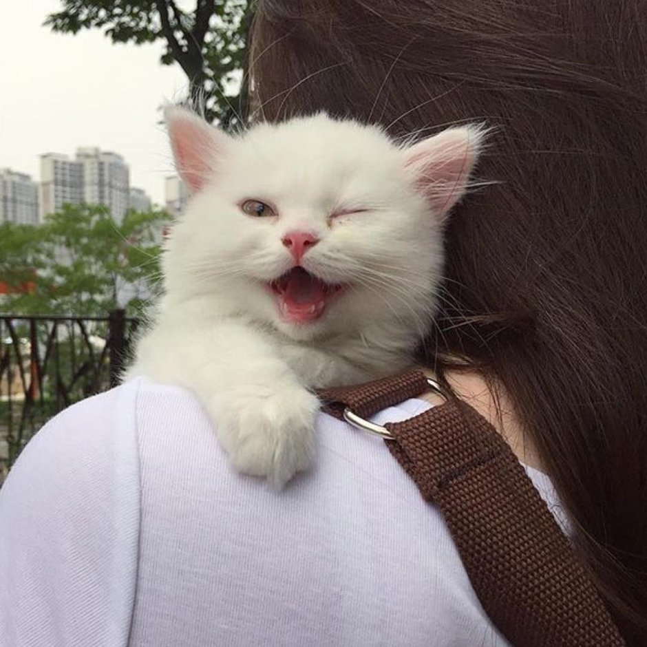 Сохраненки с котиками