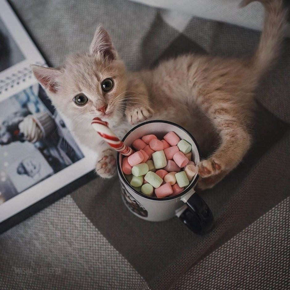 Котик со сладостями