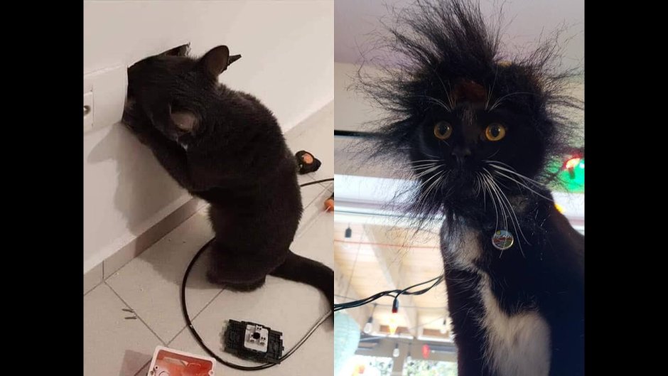 Кот которого ударило током