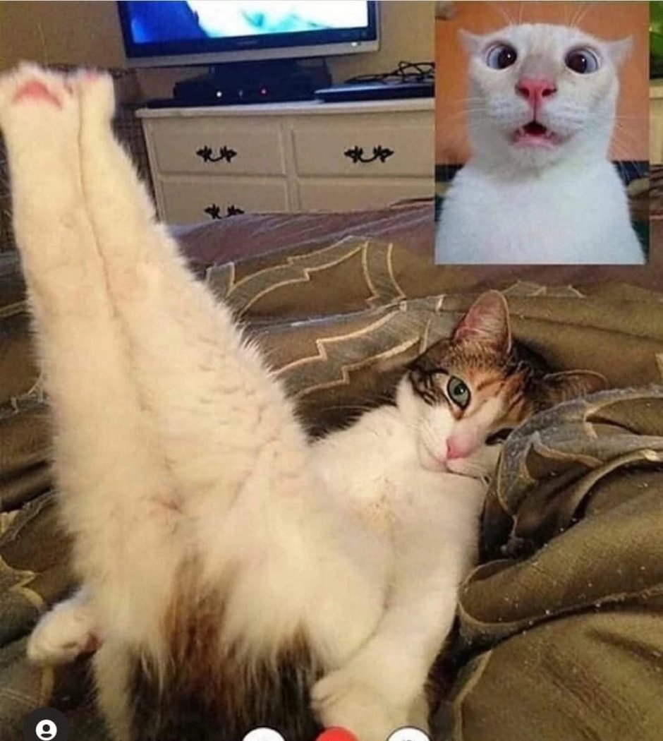 Смешные киски