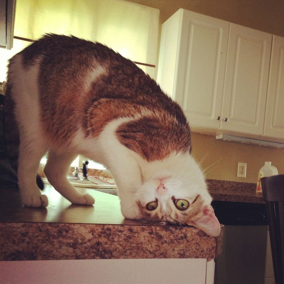 Котик с перевернутой головой
