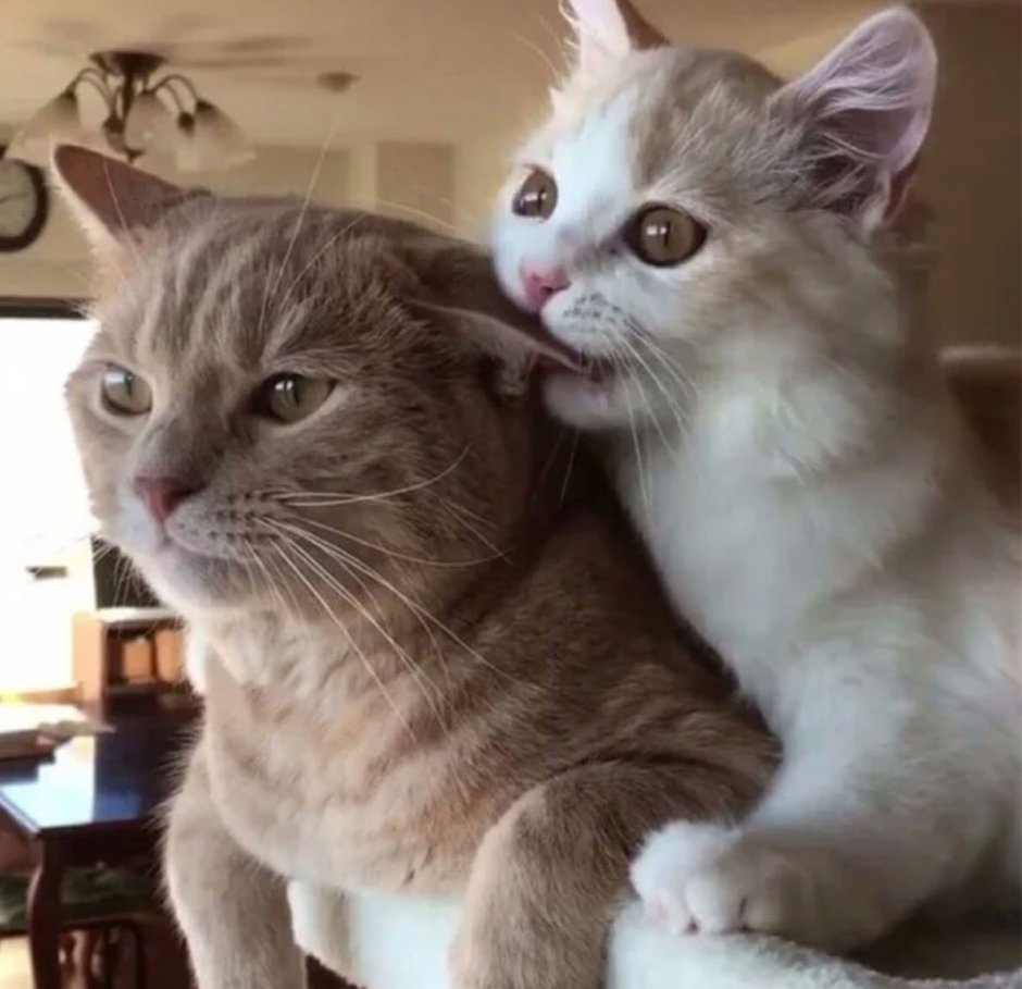 Кот кусает за ухо