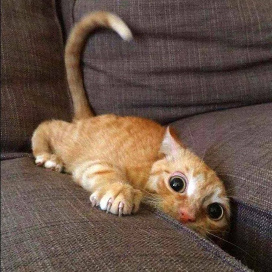 Котенок испугался