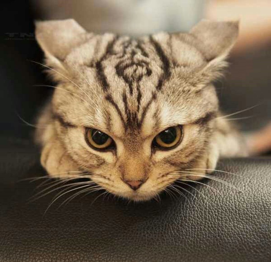 Кошка с прижатыми ушами