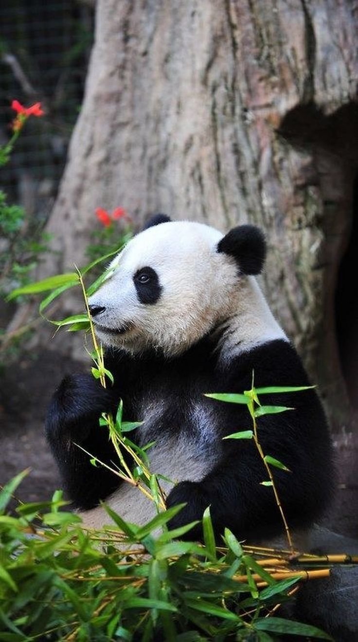 Панда фото