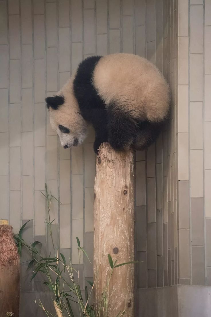 Лысая Панда