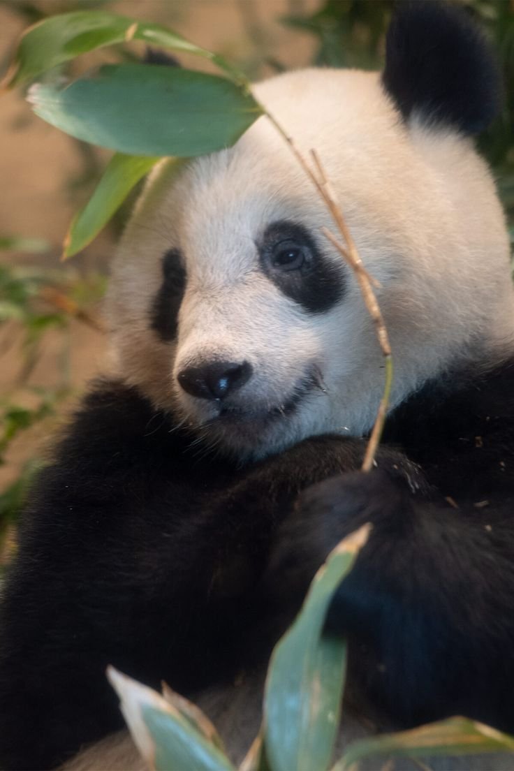 Панга великолепный животное