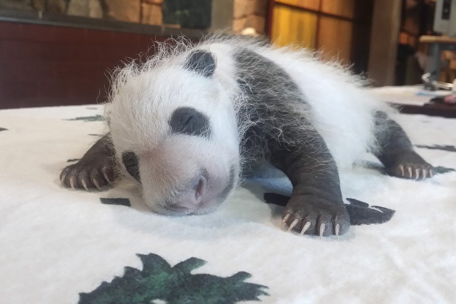 Большая Панда фото