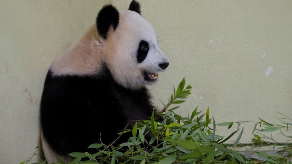 Лысая Панда без шерсти