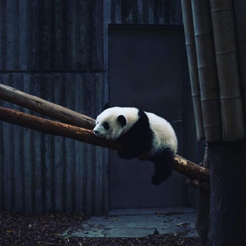 Грустная Панда