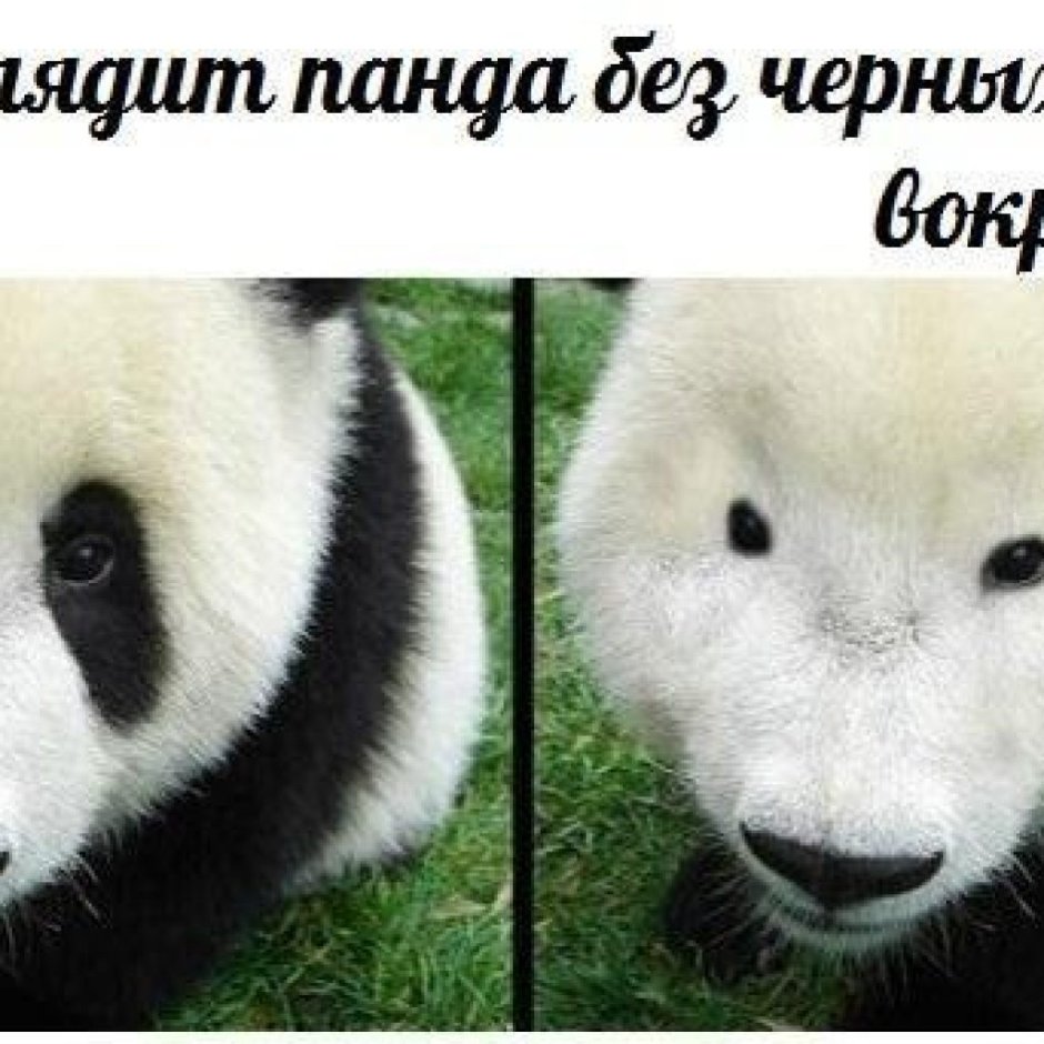 Панда без черных кругов под глазами