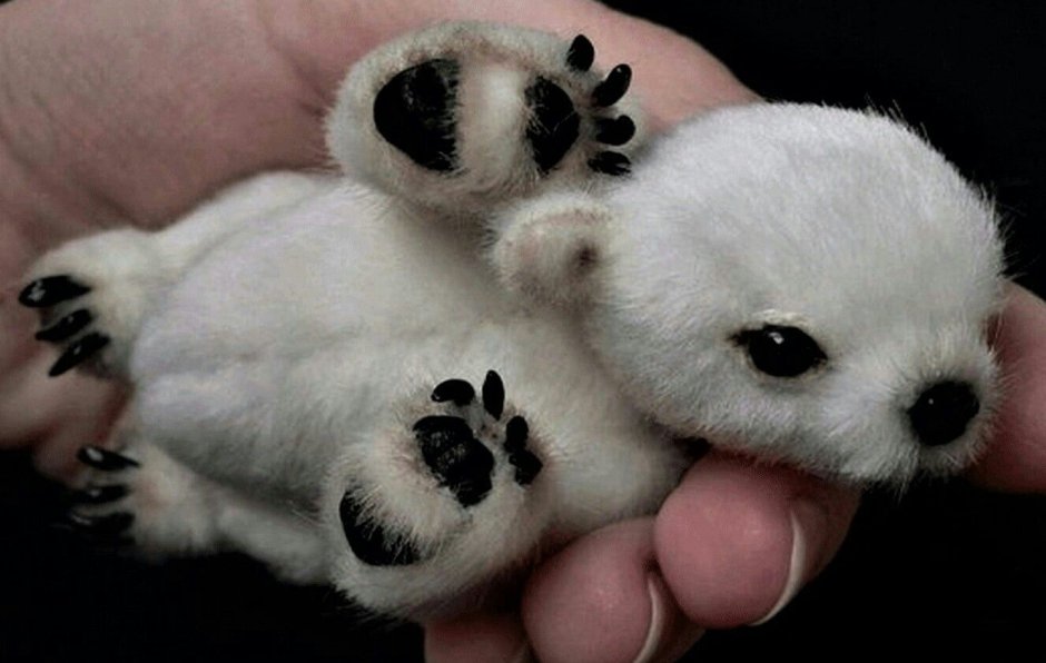 Самый милый Медвежонок в мире