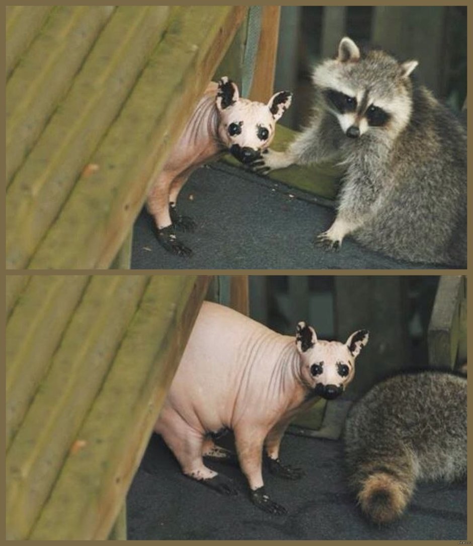 Лысый енот полоскун