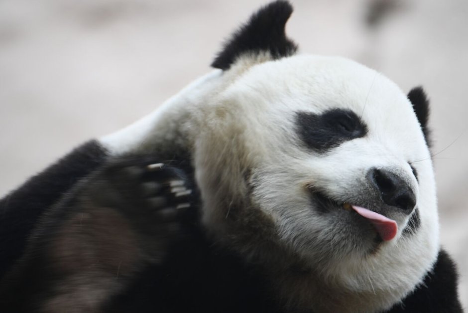 Панда Бин Дунь фото