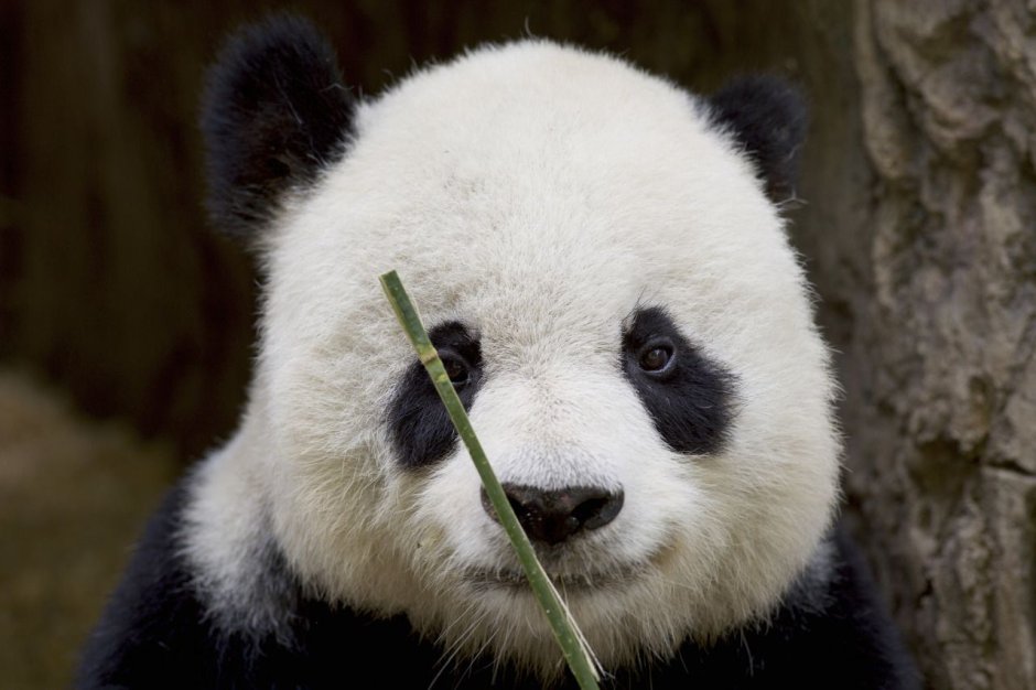 Лысая Панда