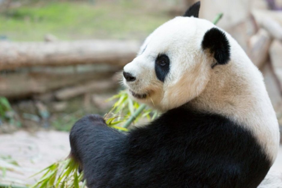Панда альбинос в Московском зоопарке