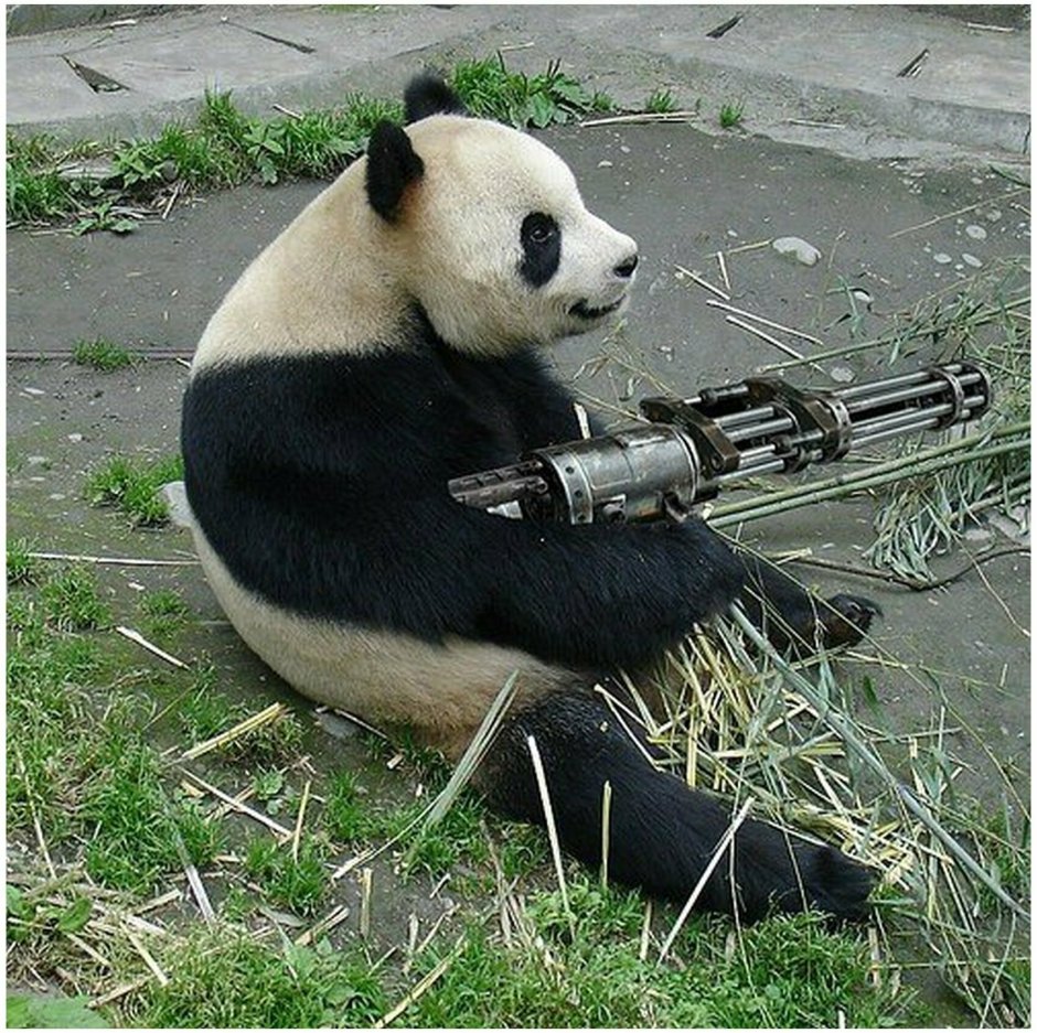 Панда с оружием