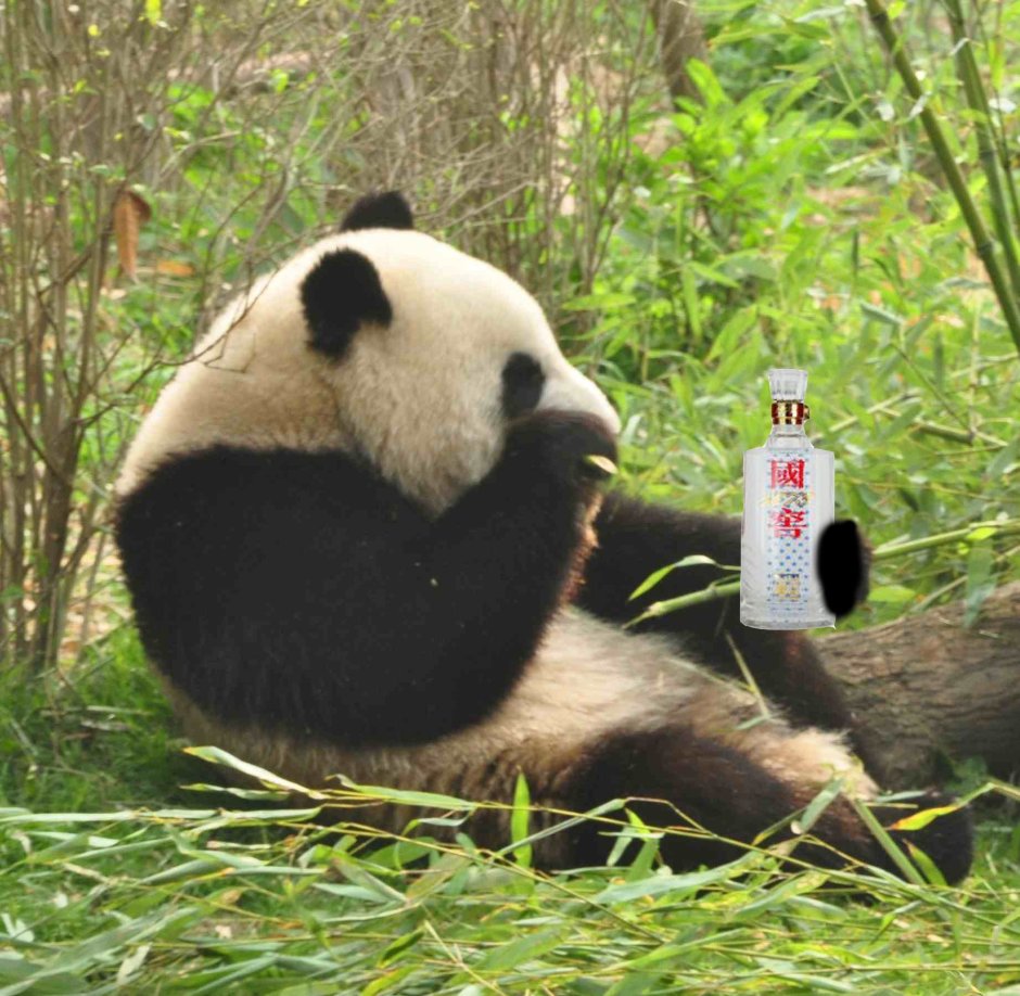 Панда бухает