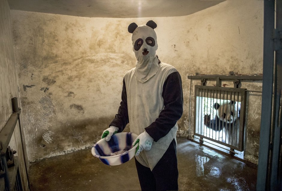 Панда и человек
