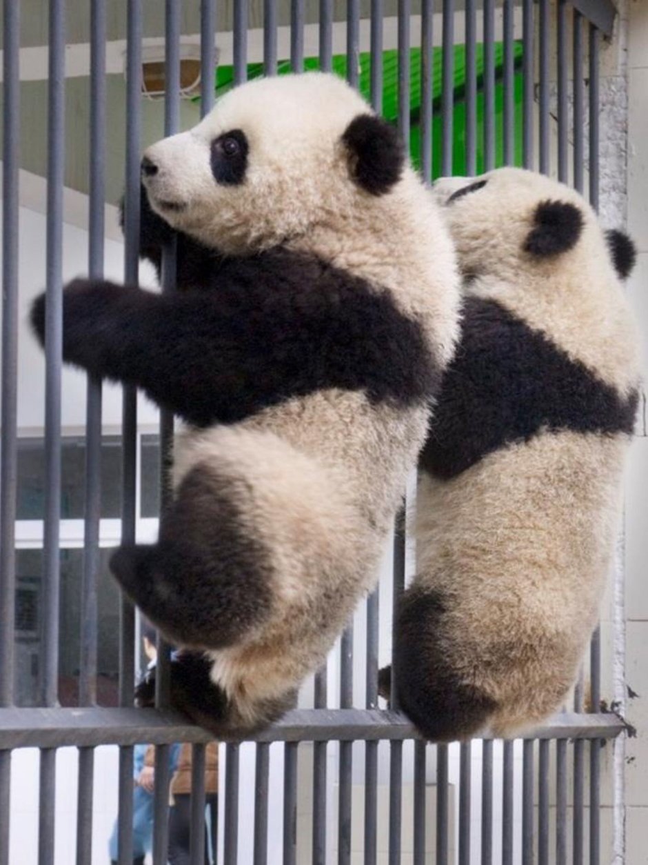 Смешные панды неуклюжие