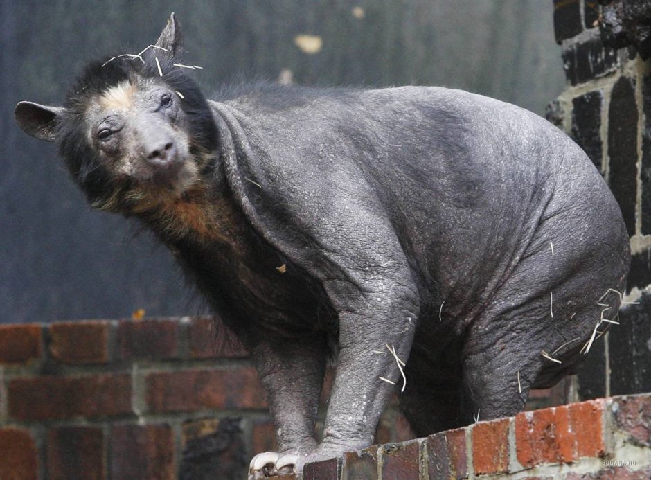 Бурый медведь без шерсти