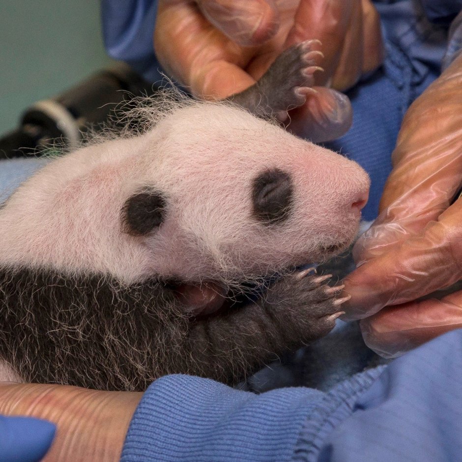 Лысая Панда