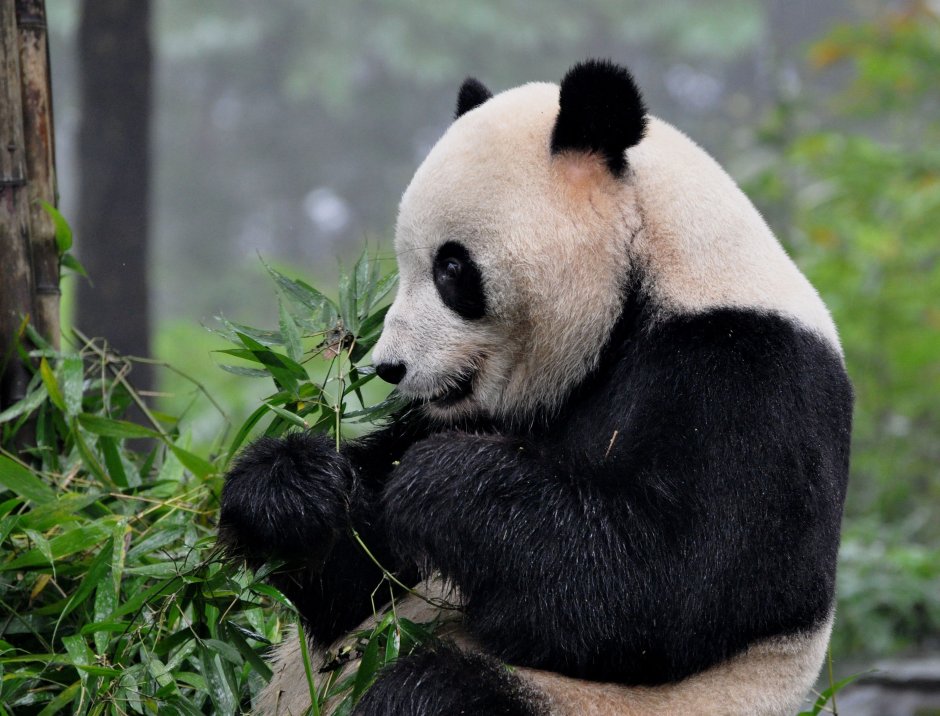 Черная Панда