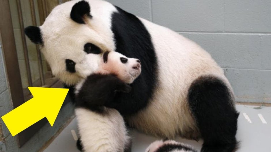 Лысые Детеныши панды