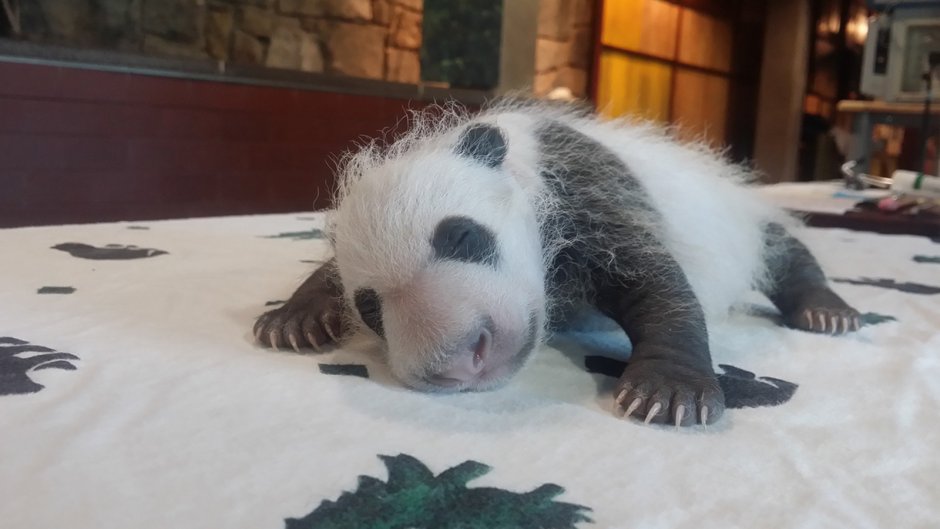Панда из зоопарка Вашингтона