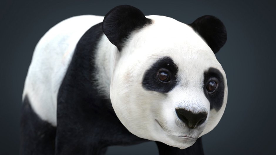 Вес панды