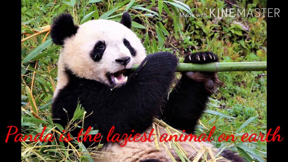 Панда с большой палкой