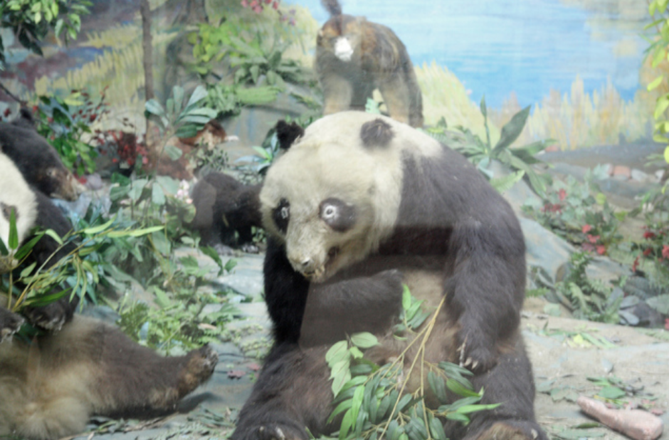 Чучело панды