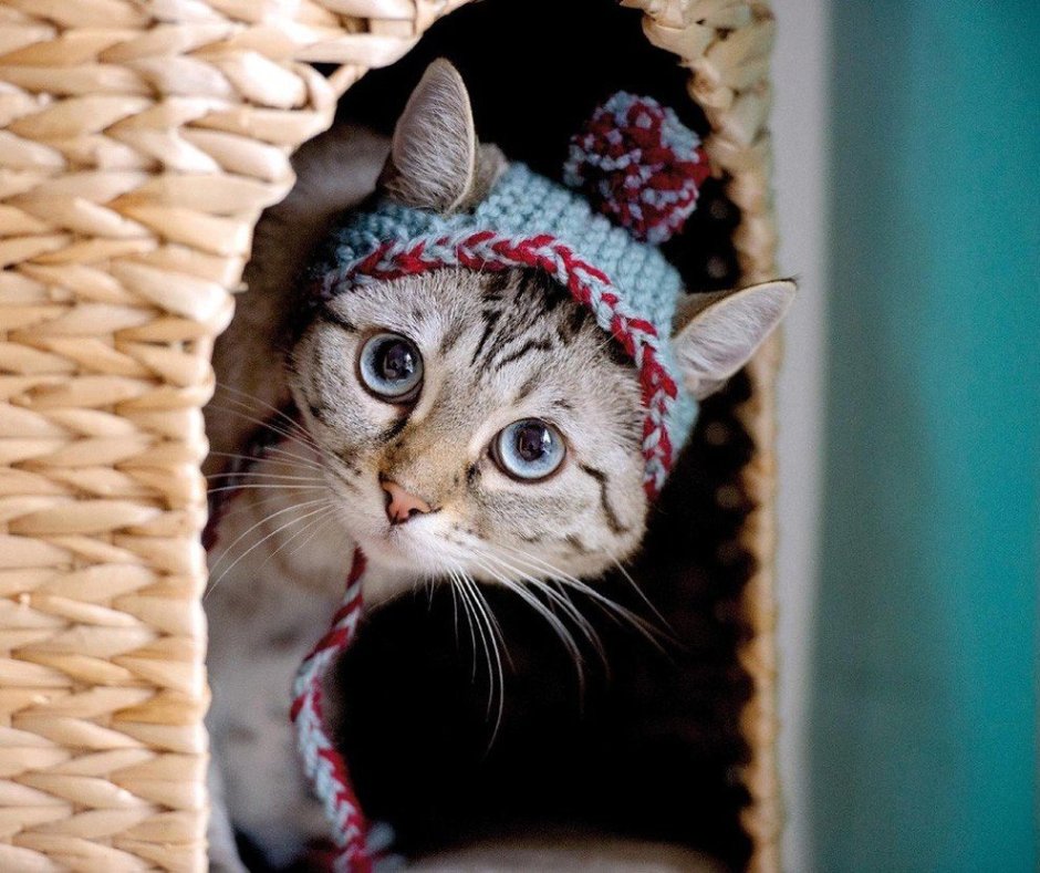 Веселый котик