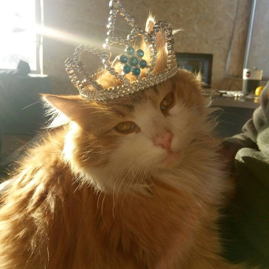 Котик с короной