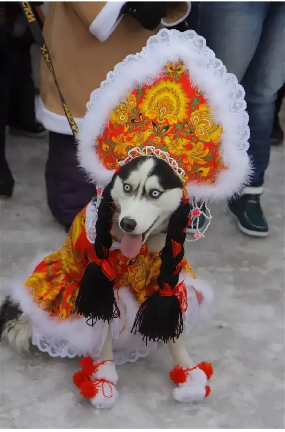 Собаки в национальных костюмах