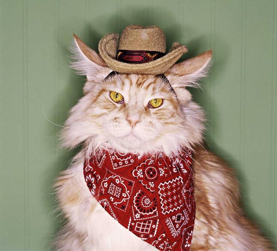 Коты в ковбойских шляпах