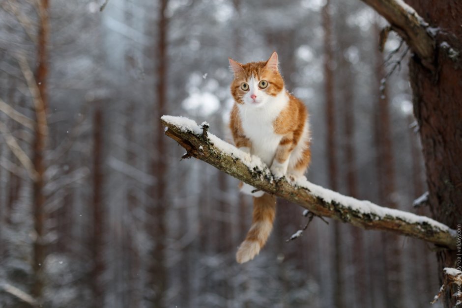 Кошки в зимнем лесу