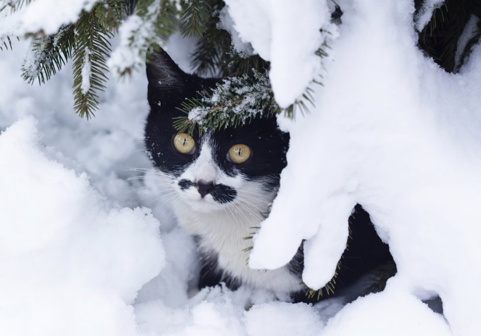 Кошка зима